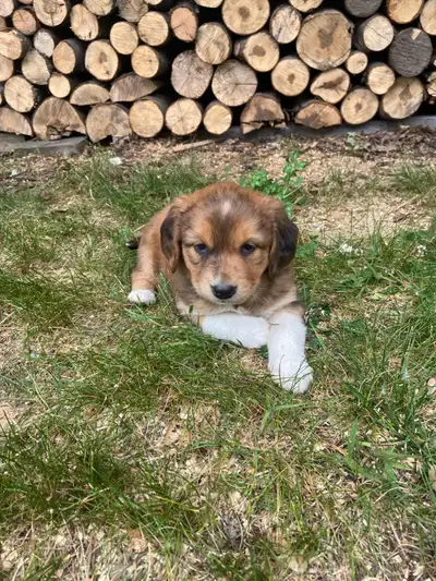 Beautiful Beagle collie Puppies!!, View more