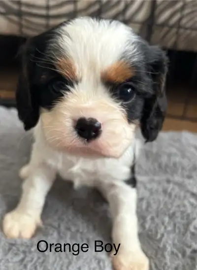 Cavalier King Charles Spaniel Puppies!, View more