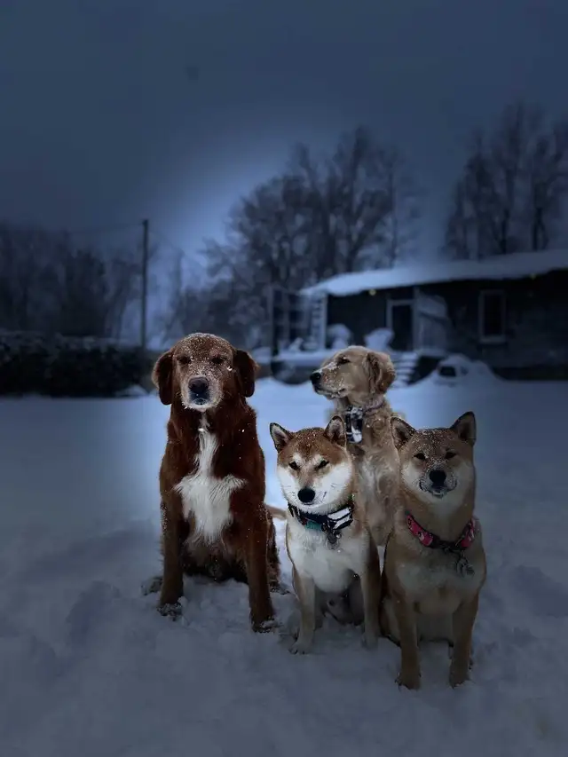 Shiba inu 100% propre, assi, couché donne la patte, reste in Dogs & Puppies for Rehoming in Drummondville - Image 9