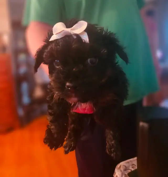 PUREBRED QUALITY YORKIE BY REGISTERED AND EXPERIENCED BREEDER in Dogs & Puppies for Rehoming in City of Toronto - Image 3