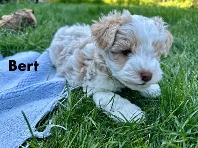 Two Left: Mini Schnauzer Puppies Ready to Go Home July 12, View more