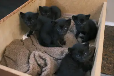 5 chatons noirs croisés (siamois + chartreux) – trop mignons !, View more