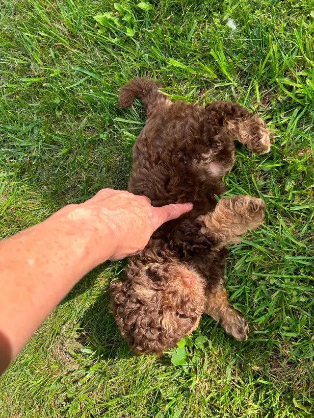 Coton Mix  Pups Rare Merle  - Therapy Dog Potential in Dogs & Puppies for Rehoming in City of Toronto - Image 11
