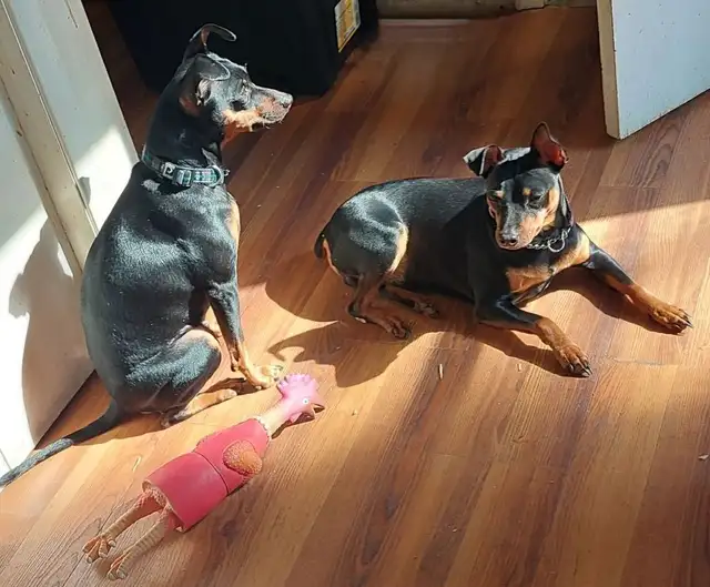 Mini Pinchers (Minpin) in Dogs & Puppies for Rehoming in Sarnia - Image 10