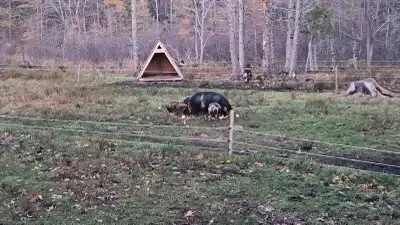 kunekune piglets, View more