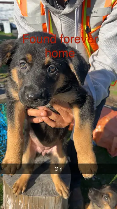  1 LEFT! Shepard pups , View more
