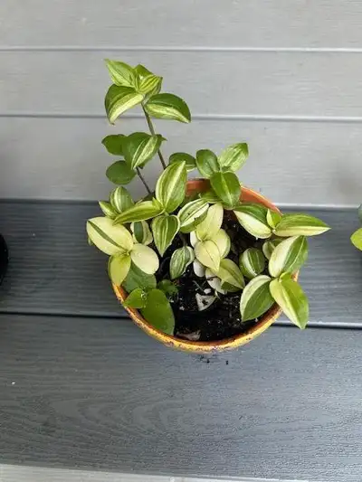 plants in ceramic pots, View more