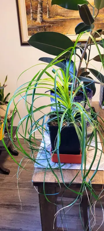 Ponytail Palm Indoor Plant, View more