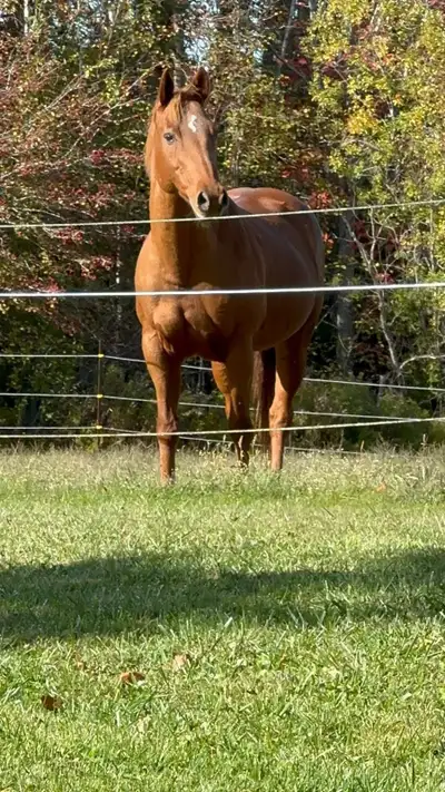 Free Lease Available Spring: Sweet but Green QH Mare, View more