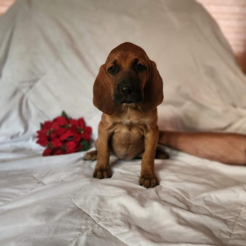 Hound Puppy for sale (last one left) Dogs & Puppies for Rehoming