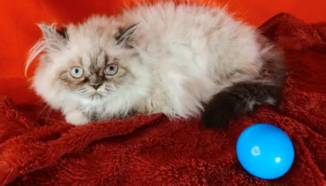 Selena Top Quality Himalayan kitten! Inclusions, health guarante in Cats & Kittens for Rehoming in Barrie - Image 3