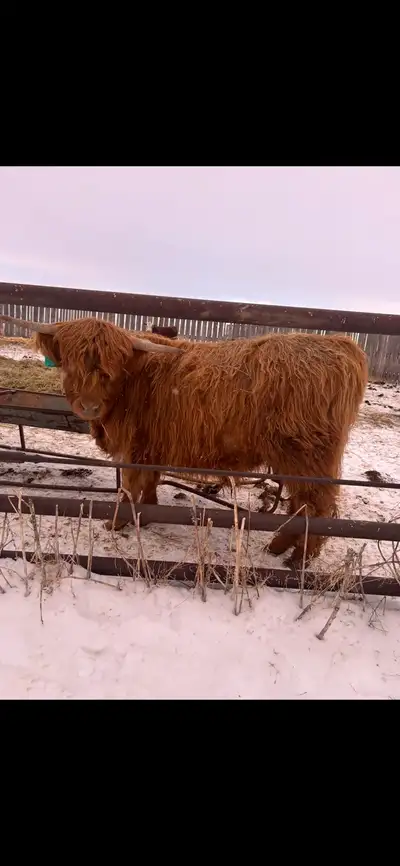 highland cattle, View more