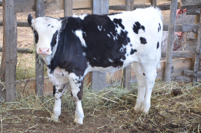 Holstein-Brown Swiss Bull Calf in Livestock in Williams Lake