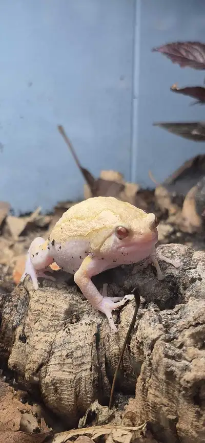 wanted- adult normal female chubby frog - will trade , View more