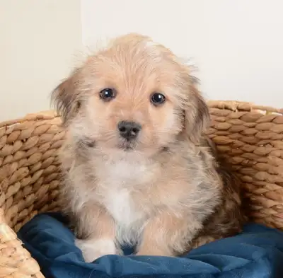 Cute Morkie Puppies Ready For New Homes Now, View more