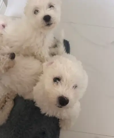 bichon puppies for sale , View more