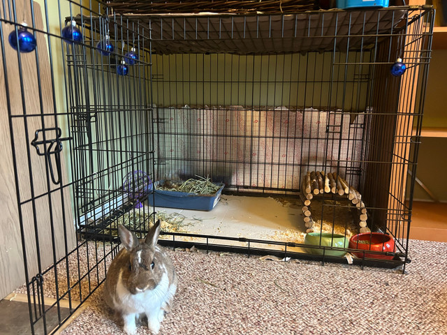 Bunny Rabbit in Small Animals for Rehoming in St. Albert - Image 2