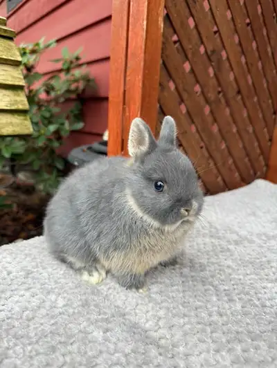 Male baby blue otter netherland dwarf bunny for sale, message me if you are interested in buying him...