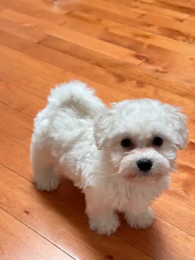 White Toy Maltipoo, View more