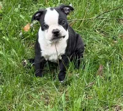 Special Boston Terrier Puppy, View more
