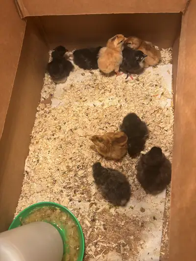 I have 9 chicks five days old the picture of the eggs is what kind of breed they are