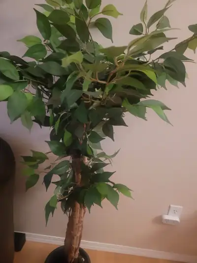 Artificial Ficus Tree, View more