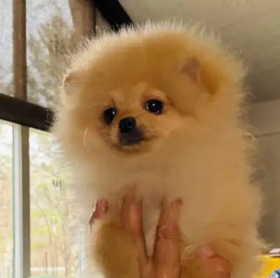 Pomeranian male Puppies & Adult Dog Available, View more