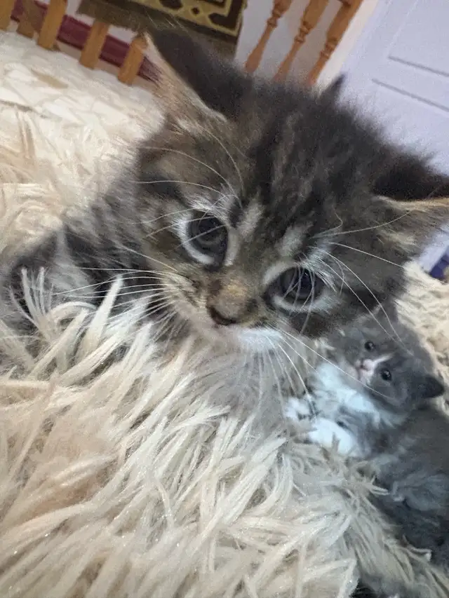Chaton pour adoption in Cats & Kittens for Rehoming in City of Montréal - Image 5