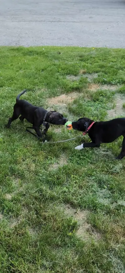 Beautiful Puppies ready for loving homes. Born March 24.2025. Currently in the process of house trai...