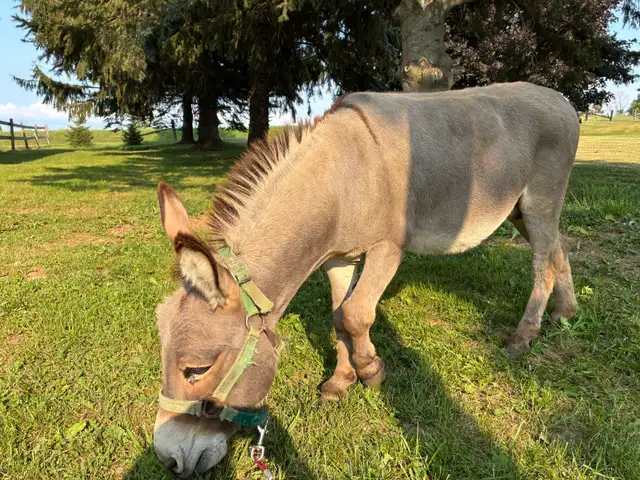 male mini  donkey in Horses & Ponies for Rehoming in Owen Sound - Image 4