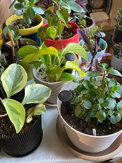 Cheap  lots of Houseplants for sale, View more