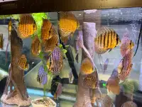 Gorgeous Locally Bred Discus For Sale