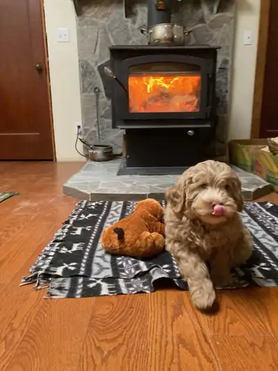 Please fully read the ad as the common questions we get asked about if puppy is still available, siz...