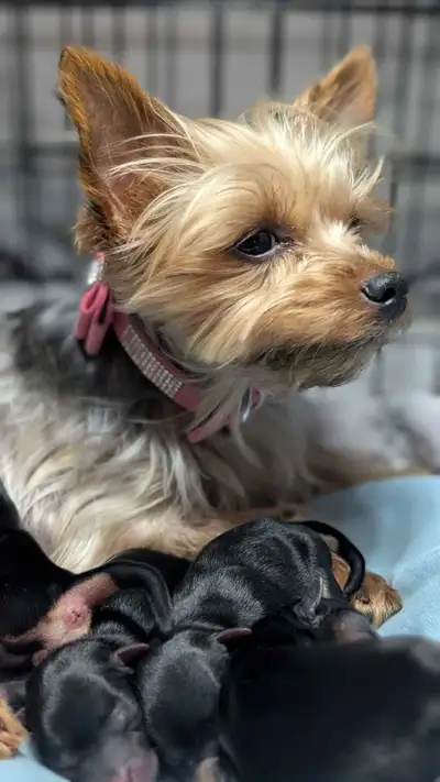 ❤️ Beautiful tiny Morkies girls ❤️❤️, View more