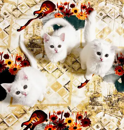 Kittens , View more