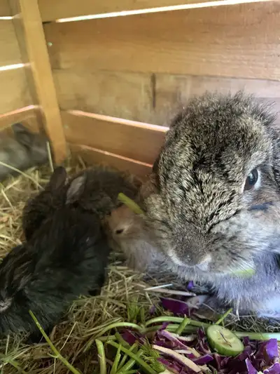 Adorable purebred Holland lop bunnies, View more