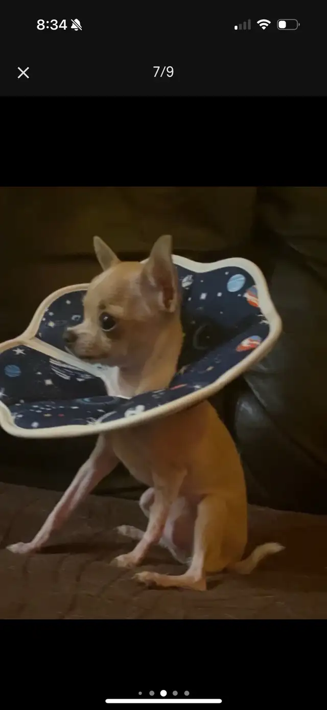 UNAVAILABLE Off Charts Micro Chihuahua Adult in Dogs & Puppies for Rehoming in City of Toronto - Image 5