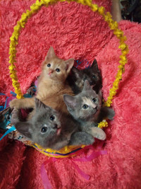 Kittens! 
