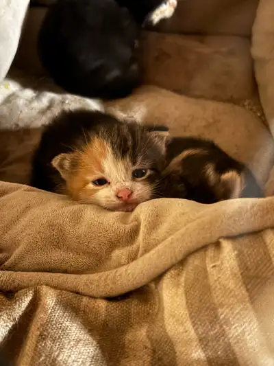 kittens to good home!, View more