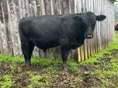 1 year old bull and steer, View more