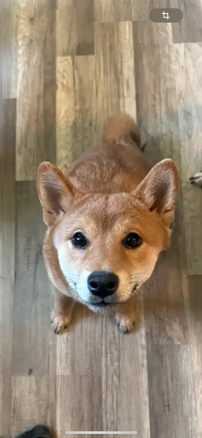 Chiot mâle shiba inu pure race Agé de 6 mois Couleur: roux Le chiot est déjà propre , a reçu tous se...