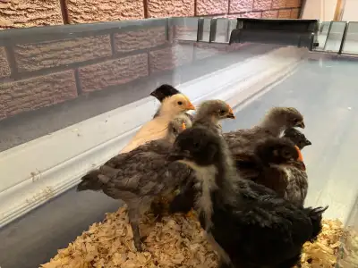 Day old chicks, View more