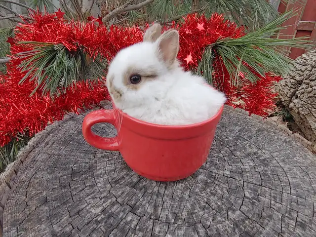 EXTRAORDINARY NETHERLAND DWARF, HOLLAND LOP, MINI REX, LIONHEAD in Small Animals for Rehoming in Cornwall - Image 11