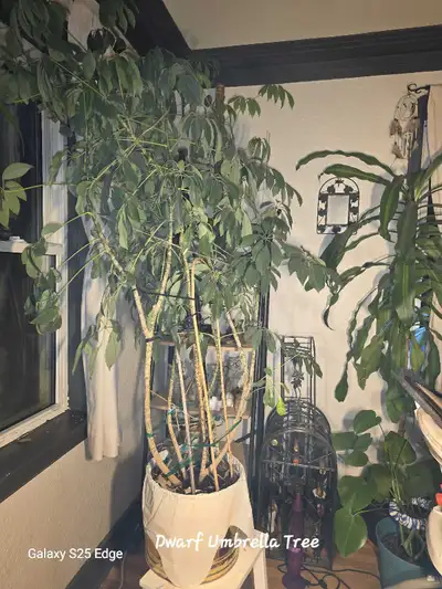 Dwarf Umbrella Tree, View more