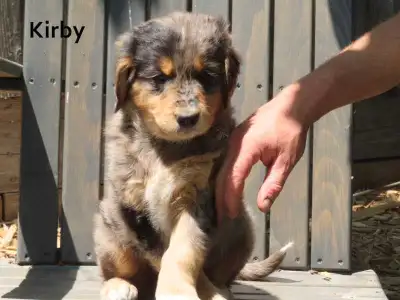 Golden Retriever mix puppies , View more
