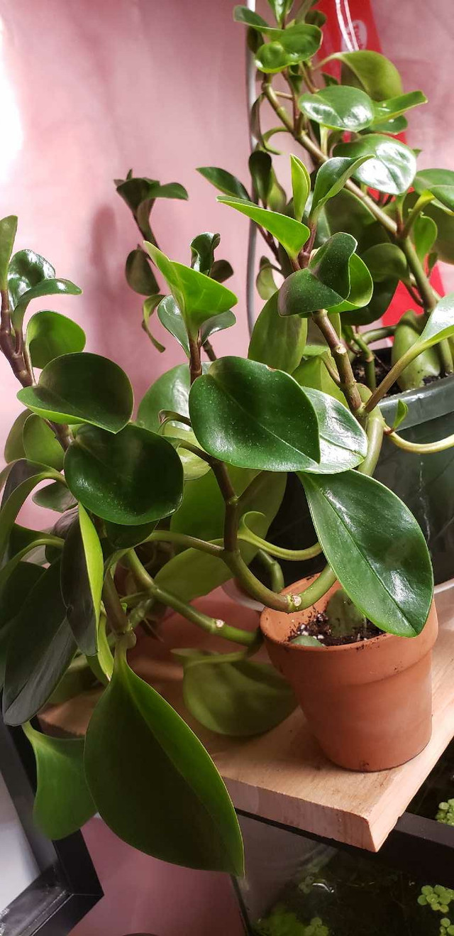 Peperomia Glabella - House Plant in Plants, Fertilizer & Soil in Kitchener / Waterloo - Image 2