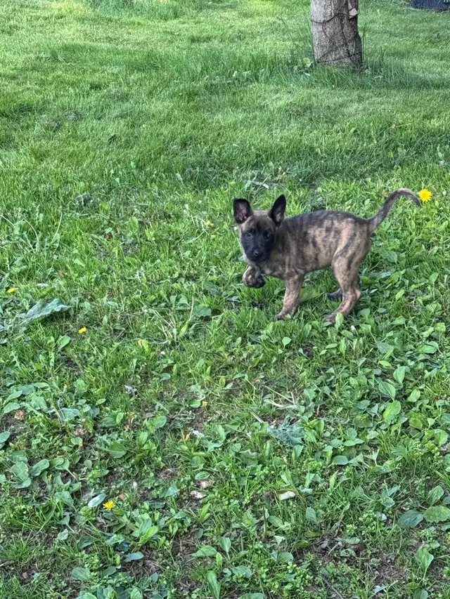 Dutch Shepherd puppies in Dogs & Puppies for Rehoming in Sudbury - Image 9