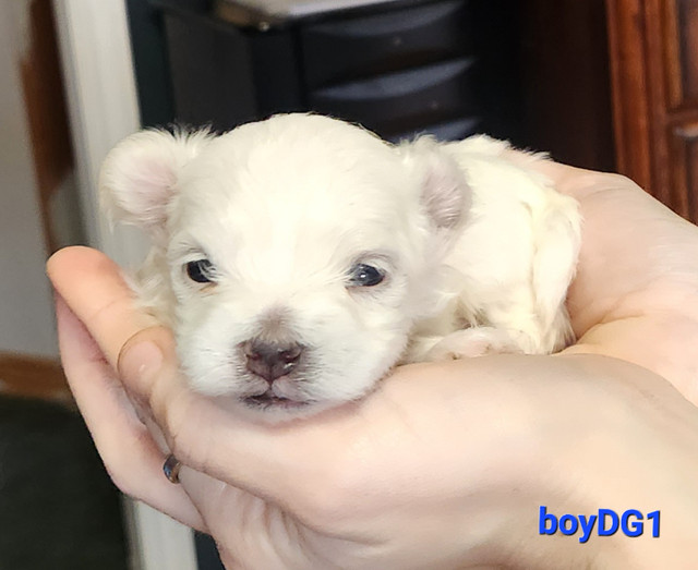 Beautiful Maltese puppies in Dogs & Puppies for Rehoming in Summerside - Image 3