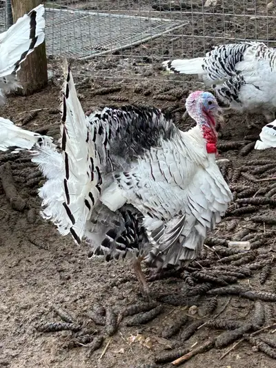 fertilized royal palm turkey hatching eggs , View more