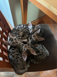 bengal silver marble x silver spotted 